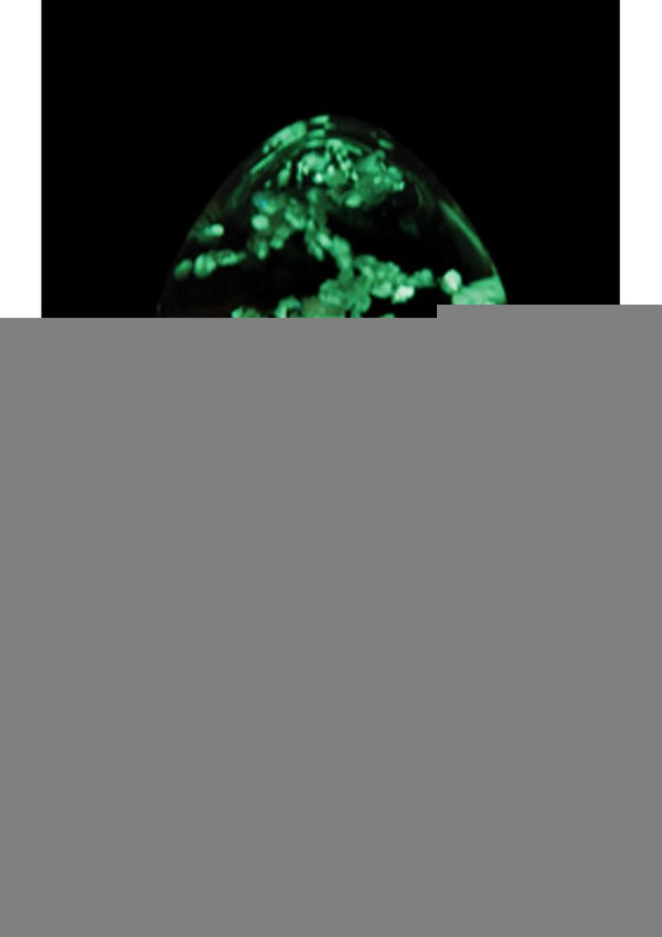 Firefly Glass Plug Butt Plug - Clear/Glow In The Dark