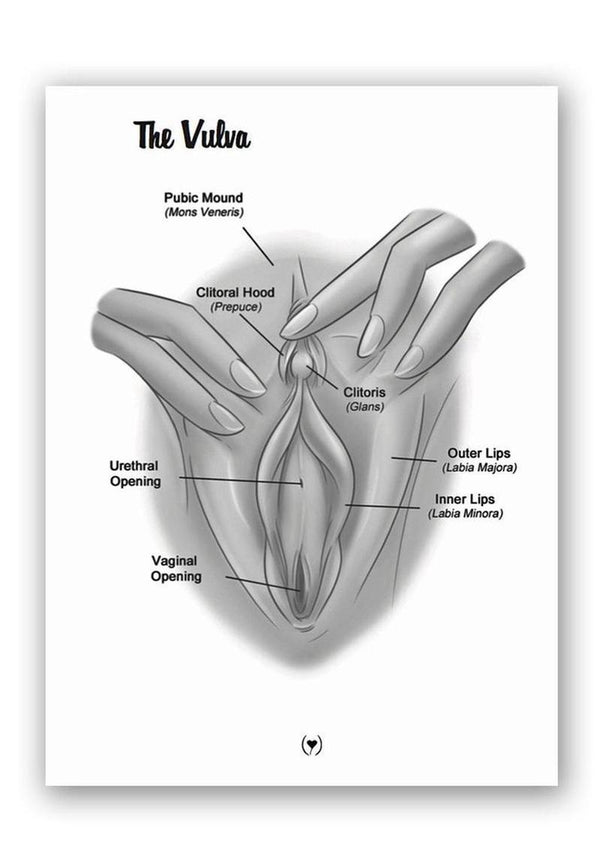 The Mystery Of The Undercover Clitoris Book By Dr. Sadie Allison